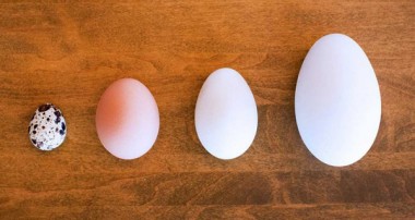 تخم اردک در مقابل تخم مرغ