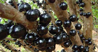 حقایقی در باره میوه جابوتیکابا (انگور برزیلی)