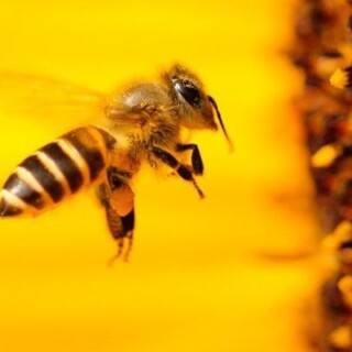چرا زنبور، قندها را تغییر شکل می دهد؟
